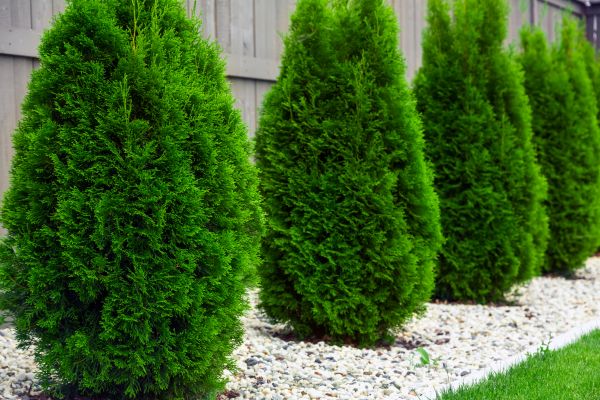 Arborvitae Planting in Traverse City