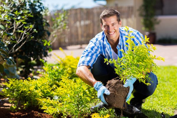 Bush Planting Service in Traverse City