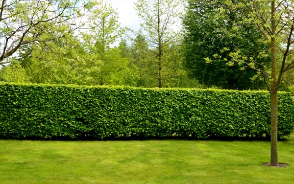 Hedge Planting in Traverse City