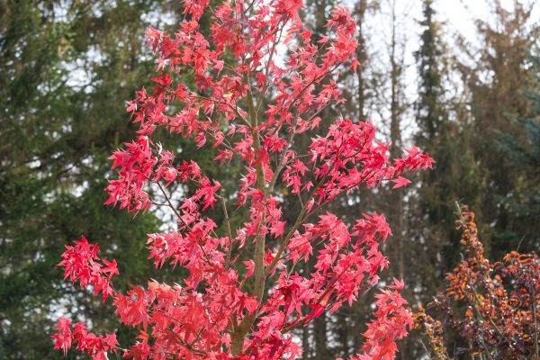 Japanese Maple Planting in Traverse City