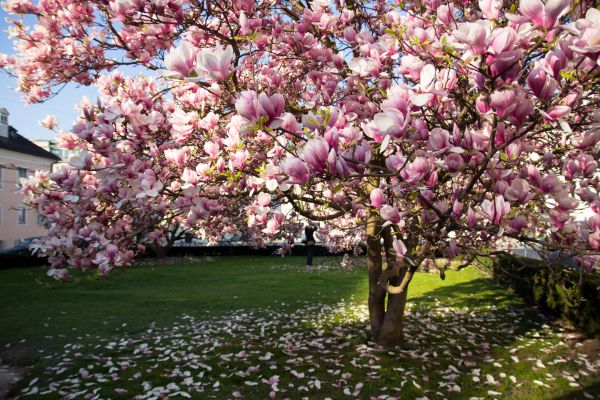 Magnolia Tree Planting in Traverse City