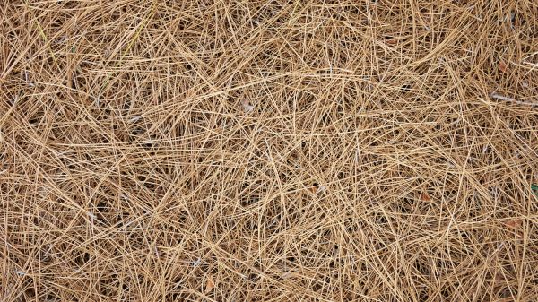 Pine Needles Delivery in Traverse City