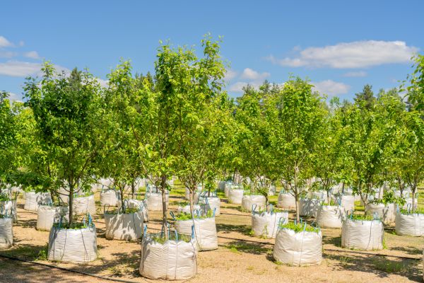 Tree Planting Service in Traverse City