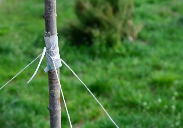 Tree Staking Service in Traverse City