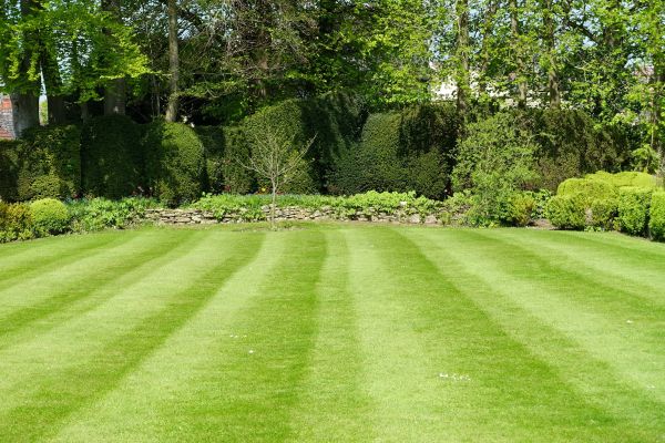 Lawn Renovation in Traverse City