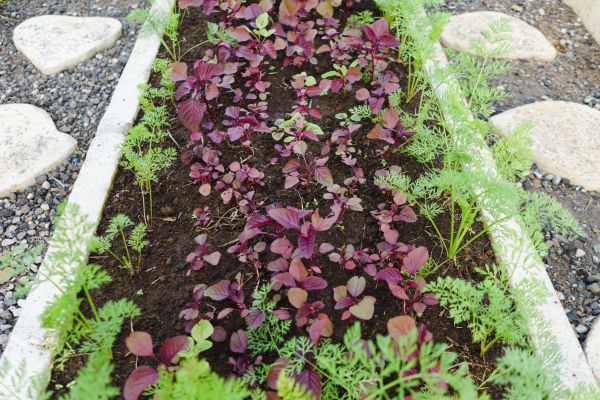 Edging Installation in Traverse City