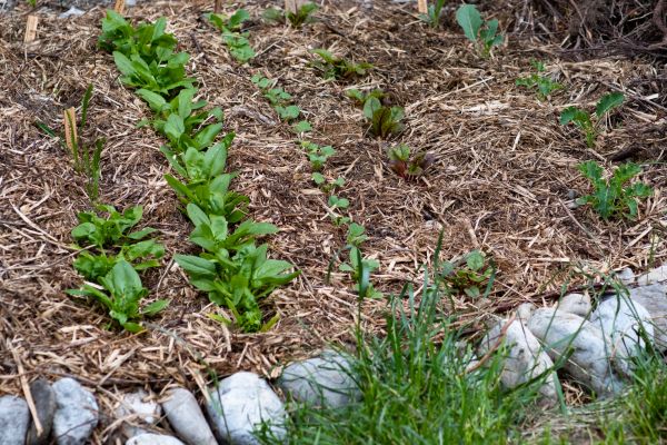 Mulch Service in Traverse City