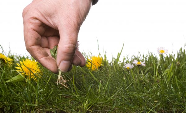 Lawn Weeding in Traverse City