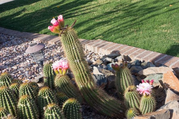 Desert Landscaping in Traverse City