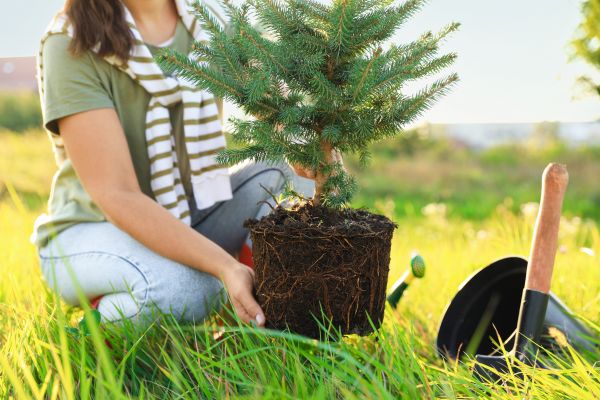Spruce Tree Planting in Traverse City
