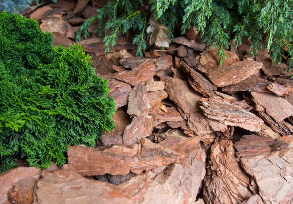 Pine Bark Installation in Traverse City