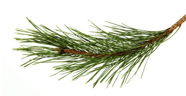 Pine Needles Installation in Traverse City