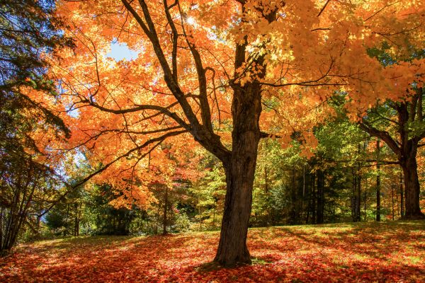 Maple Tree Planting in Traverse City
