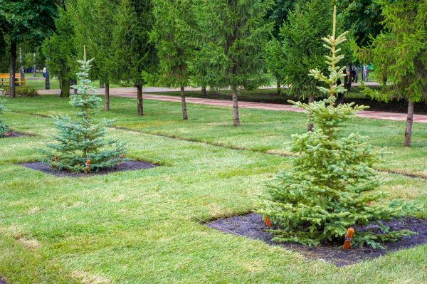 Privacy Trees Planting in Traverse City