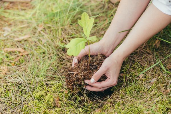Oak Tree Planting in Traverse City