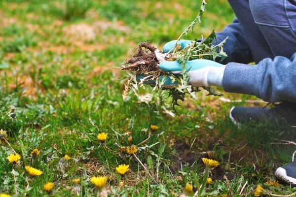 Flower Bed Clearing in Traverse City