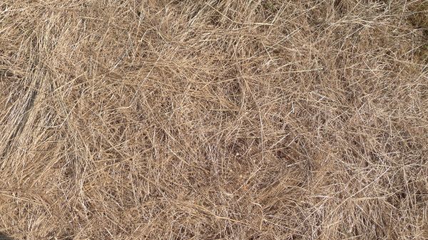 Pine Straw Replacement in Traverse City