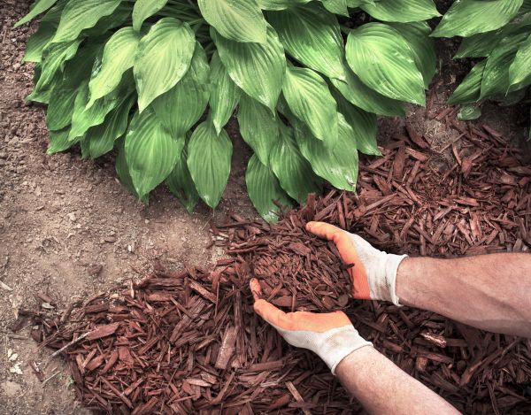 Bark Spreading in Traverse City
