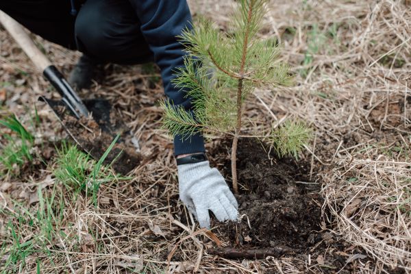 Pine Tree Planting in Traverse City