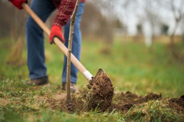 Trees Planting in Traverse City
