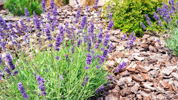 Pine Bark Landscaping in Traverse City