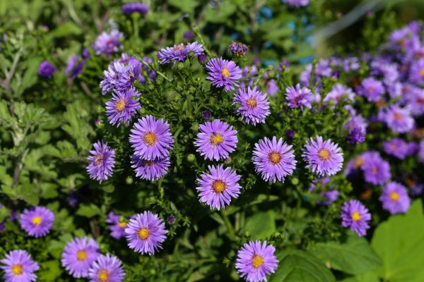 Perennial Flower Planting in Traverse City