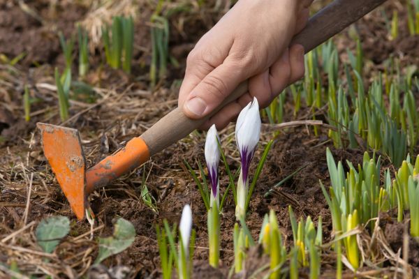 Flower Garden Weeding in Traverse City