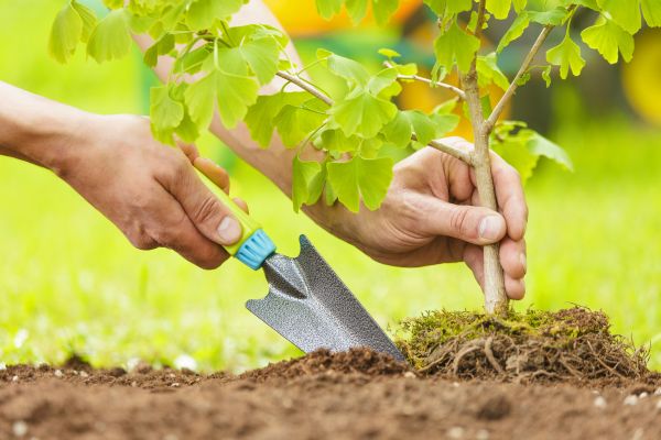 Fruit Tree Planting in Traverse City
