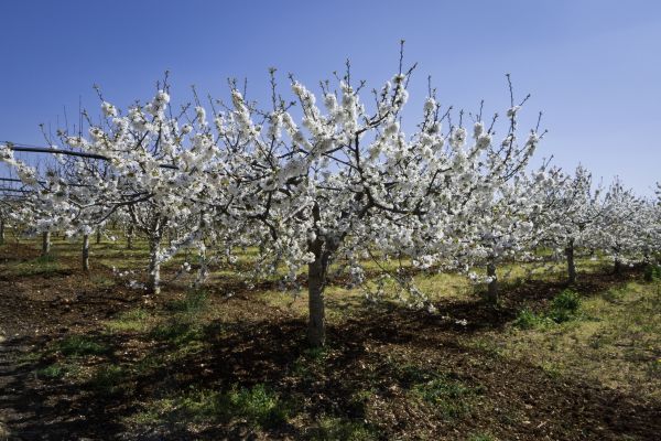 Orchard Planting in Traverse City