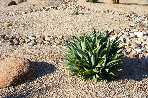 Xeriscaping Service in Traverse City