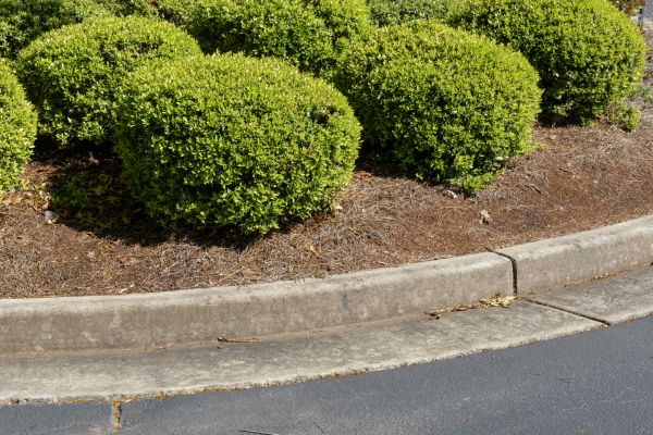Pine Mulch Installation in Traverse City