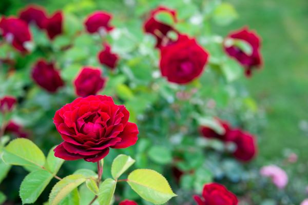 Rose Planting in Traverse City