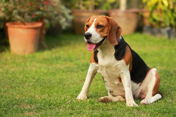 Dog Friendly Landscaping in Traverse City