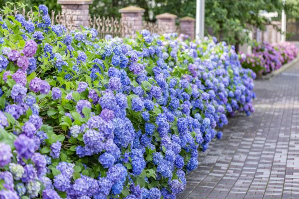 Hydrangea Landscaping in Traverse City