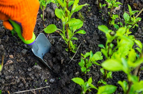 Hydrangea Planting in Traverse City