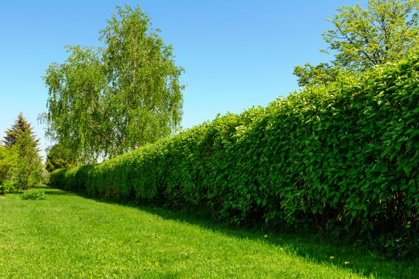 Hedge Replacement in Traverse City