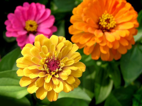 Zinnia Planting in Traverse City