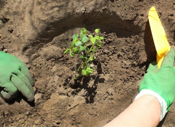 Rose Bush Planting in Traverse City