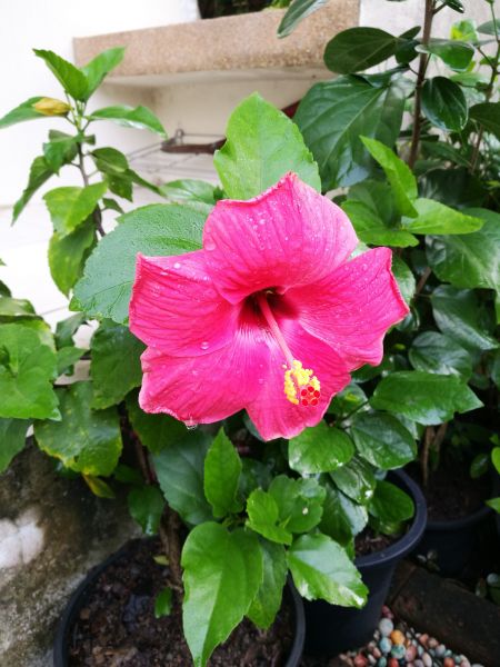 Hibiscus Planting in Traverse City