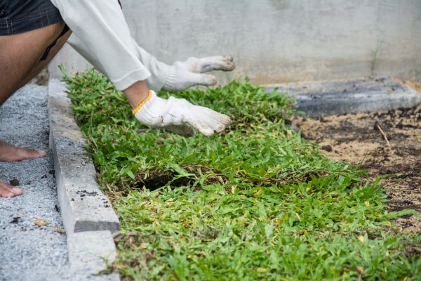 Ground Cover Planting in Traverse City