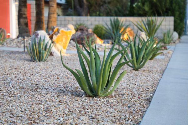 Drought Resistant Landscaping in Traverse City