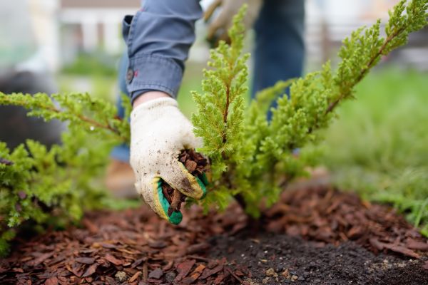 Church Mulching in Traverse City