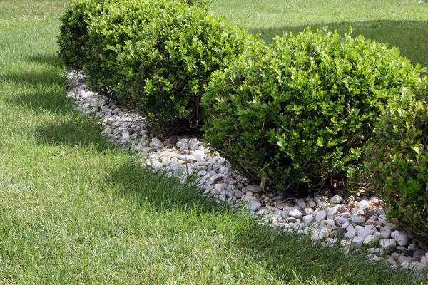 Boxwood Planting in Traverse City