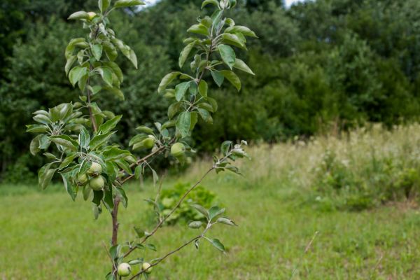 Apple Tree Planting in Traverse City