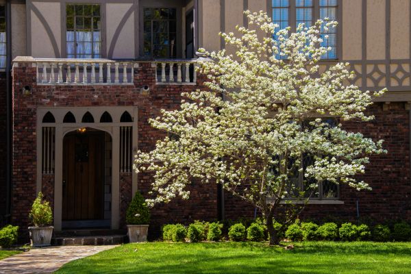 Dogwood Tree Planting in Traverse City