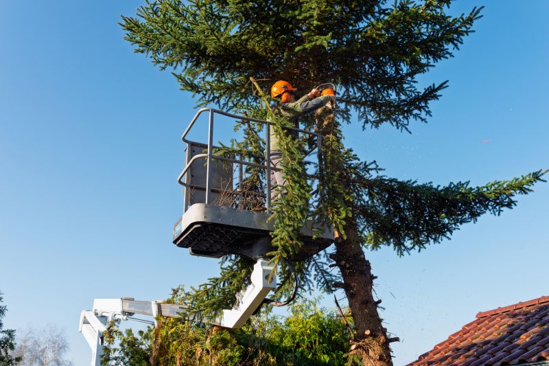 Arborist Tree Service detail